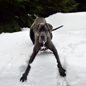 (CSG Dog Snow Gear)